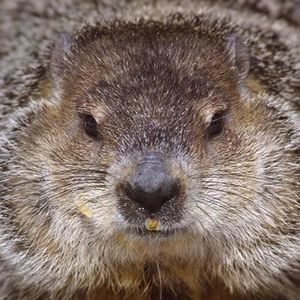 Meet your Posher, Ian